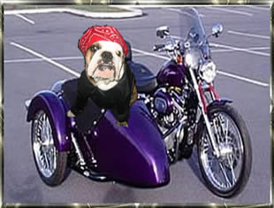 bull dog in a side car